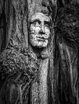 269 - FACE IN THE TREE - DUNSDON RACHEL - united kingdom <div